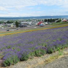 山頂から見た景色