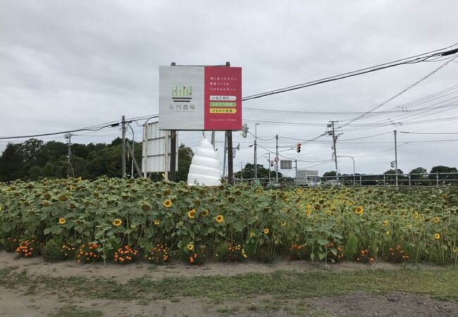 ひまわり迷路で有名、いちごスイーツもお勧め