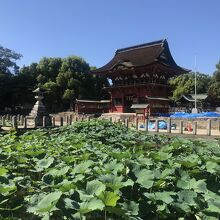 随神門の前の池には、一面蓮の葉で埋め尽くされています。   