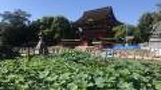 蓮の名所として知られる松平家の守護神