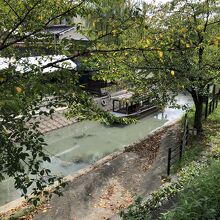 木がうっそうと、茂ってます