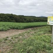 ひまわりの見頃は、9月下旬から10月中旬