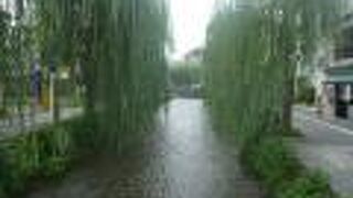 ～緑色の柳が風に揺れる、白川の流れが気持ち良いです～