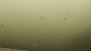 千歳川の水中をそのまま観察できる「水中観察ゾーン」が楽しい