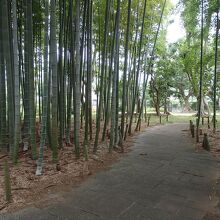 竹の子公園竹林