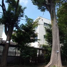 城山熊野神社内樹林