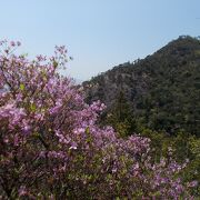 ミツバツツジは終わりかけヤマツツジが咲きはじめの4月下旬