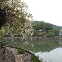 満開の白い藤の花