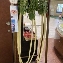 日本でも入手困難な大根です