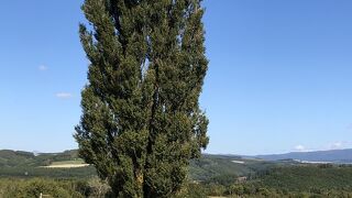 美瑛で有名な木