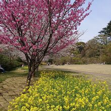 河津桜とのコンビ、最高に美しい！