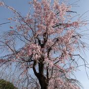 木の種類も多い