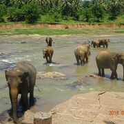 象の孤児院がある事を初めて知りました！