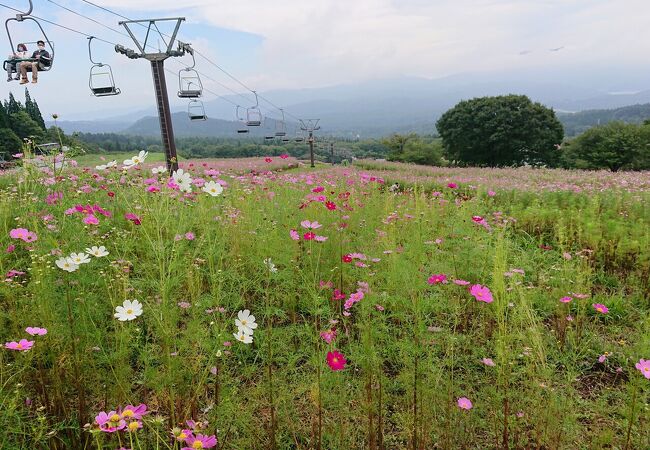 背の高いたくさんのコスモス