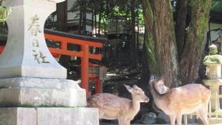 すごーい歴史と迫力なのよ