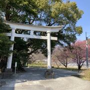 鳥居と河津桜