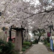 桜並木がみごとです。