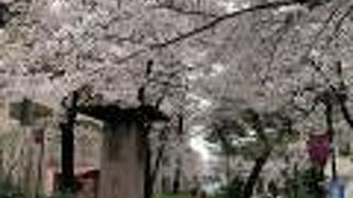 桜並木がみごとです。