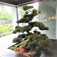 日光に当てるために定期的に取り換えるエントランス内の松