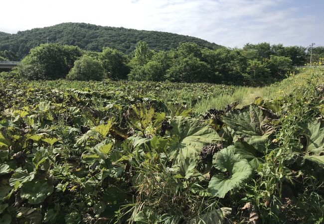 ラワンブキ観賞ほ場