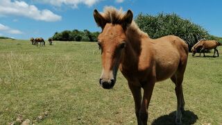 とても人懐っこい馬たちに会えました