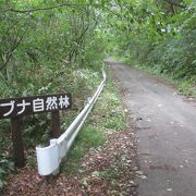 世界遺産の径ブナ林散策道