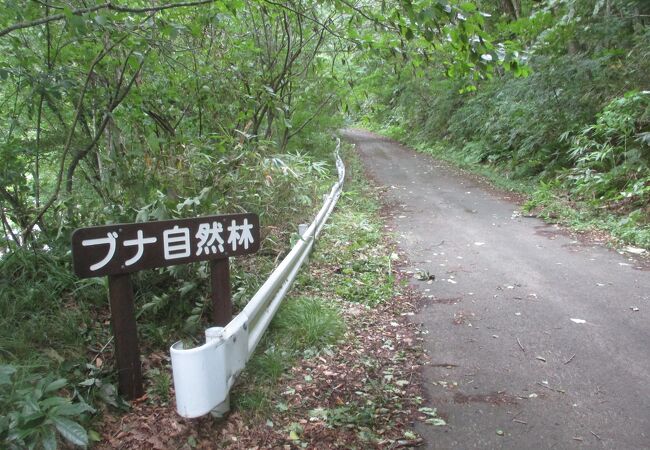 世界遺産の径ブナ林散策道