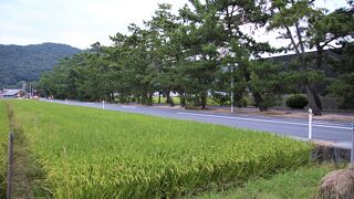 松並木に併走して自動車道路が整備されているので車を気にせず歩ける松並木です。