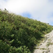 登山道の景色　心地よい風が吹き渡る