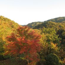 ホテルから見えた摩耶山の紅葉