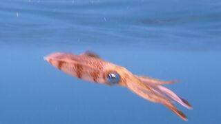 ダイビングスポット