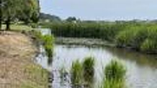 オニバスを知らずに