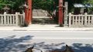 かき氷を奉納する「献氷参拝」がある