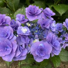 綺麗な紫陽花