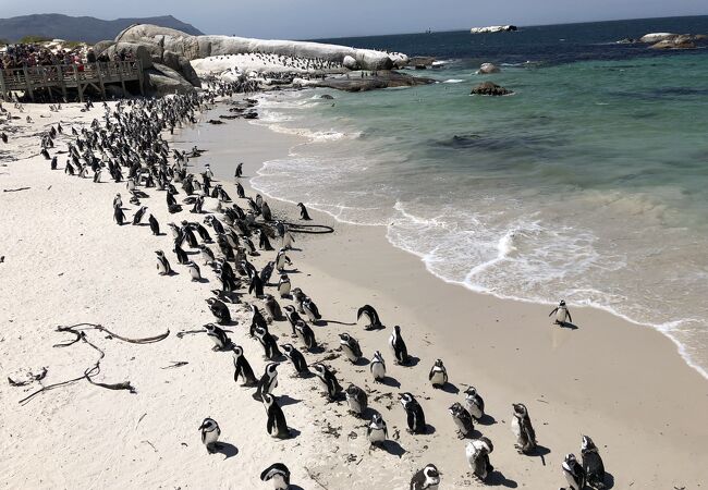 ペンギンさんパラダイス！！！