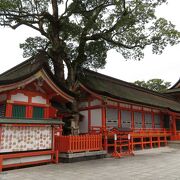 楠に神が宿っている神社