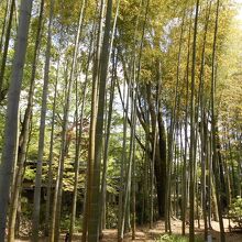 心やすらぐ竹林の光景です。