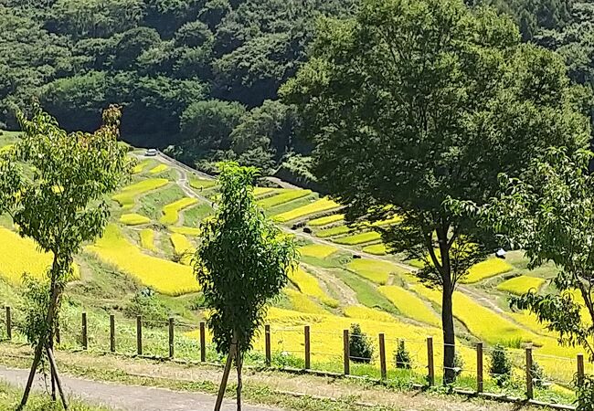 稲刈り間近の美しい棚田