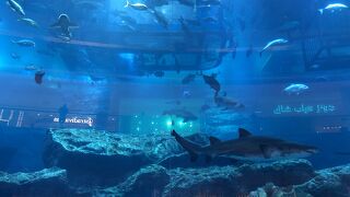 無料でも楽しめます！