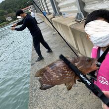 キジハタを釣った孫