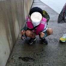 ヒロ目を釣り上げて孫は大喜びです