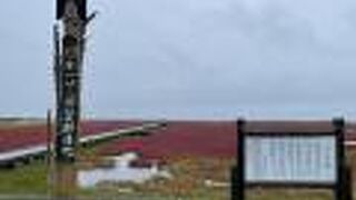 １８日現在見頃ですが、９月いっぱいは楽しめそうです