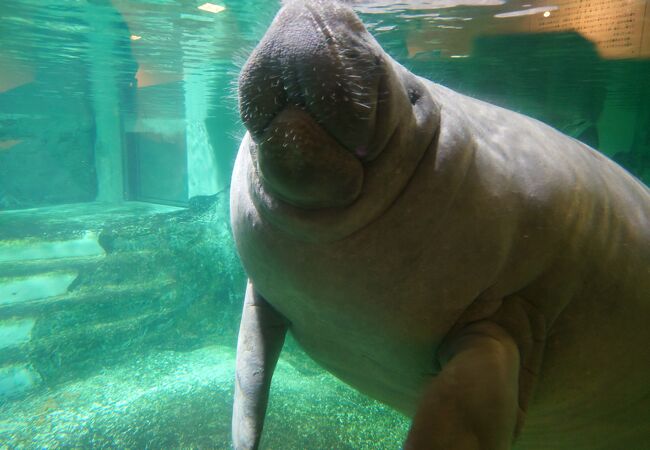新屋島水族館 クチコミ アクセス 営業時間 高松 フォートラベル