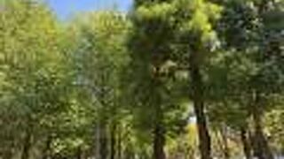 広くて散歩しやすい公園