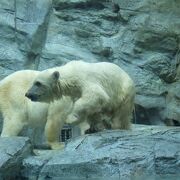 ホッキョクグマの親子を見ることができました