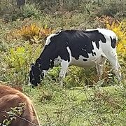 蓮華ツツジの群生地で牛が放牧