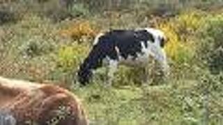 蓮華ツツジの群生地で牛が放牧