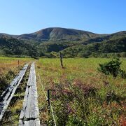 栗駒山を正面に見ながらの高層湿原散策