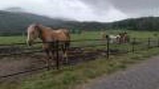 馬がすぐ近くにいました。