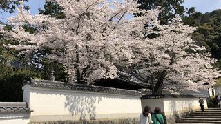 桜が満開の南禅寺